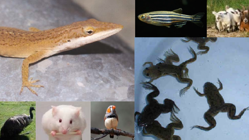 Picture of animals used in research. From upper left, counter-clockwise: an anole, a zebrafish, baby goats, several xenopus frogs, a zebrafinsh, a mouse, and an emu.